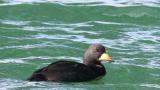 Black Scoter, diving