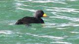 Black Scoter, diving
