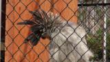 Preening Secretarybird