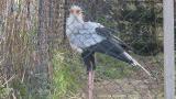 Preening Secretarybird