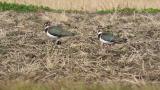 Northern Lapwings on the ground