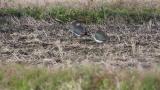 Northern Lapwings on the ground and walking