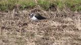 Northern Lapwings on the ground and flight