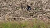 Northern Lapwings on the ground and preening