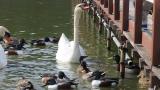 Feeding Mute Swans