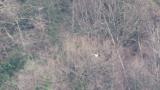 Steller's Sea Eagle flew back and perched.  Then called.