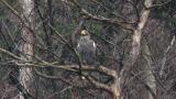 Perched Steller's Sea Eagle, some preening