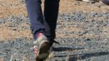 Presentation of Mountain Caracara, walking and begging