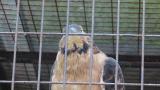 Crested Honey Buzzard in Himeji City Zoo, frontal view