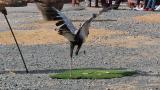 Presentation of Secretarybird, kicking an artificial snake