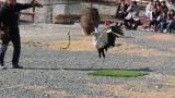 Presentation of Secretarybird, jumping and kicking an artificial snake