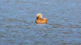 Ruddy Shelduck on the water, preening and call