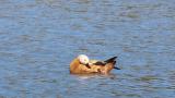 Ruddy Shelduck on the water, preening