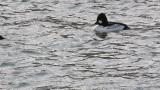 Display of Common Goldeneyes