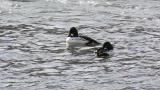 Common Goldeneyes, display, preening