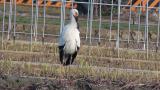 Oriental Stork, preening