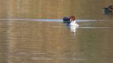 Smews on the water, preening