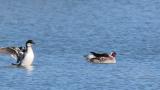 Smews on the water, bathing and preening