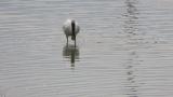 Foraging Eurasian Spoonbill