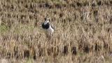 Foraging Northern Lapwing