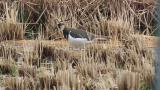 Foraging Northern Lapwing