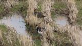 Foraging Northern Lapwings