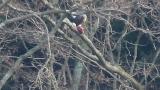 Steller's Sea Eagle eating