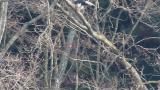 Steller's Sea Eagle eating.  Harassed by Black Kites.