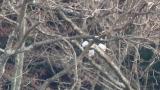 Steller's Sea Eagle cleaning the beak after eating