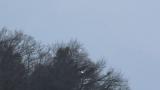 Steller's Sea Eagle in flight carrying a prey