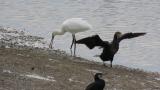Foraging Eurasian Spoonbill and Great Cormorant spreading wings