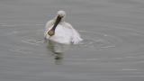 Eurasian Spoonbill, bathing and preening