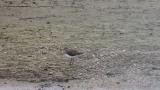 Green Sandpiper, preening