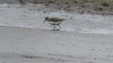 Green Sandpiper, foraging