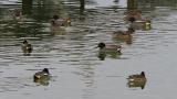 Eurasian Teals, display