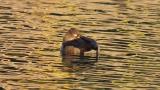 Female Ring-necked Duck resting on the water.
