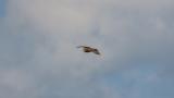 Short-eared Owl flying in broad daylight