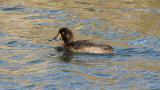 Female Greater Scaup on the water