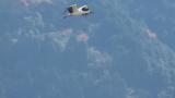 Flying Oriental Stork