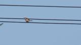 Perched Chinese Grey Shrike.