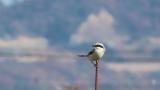 Perched Chinese Grey Shrike