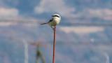 Perched Chinese Grey Shrike