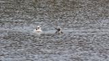 Male and female Smews on the water and then dived