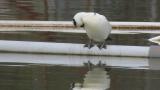 Male Smew, preening
