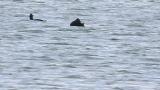 Stejneger's Scoters