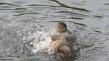 Suspected Eurasian Wigeon x Northern Pintail Hybrid, bathing