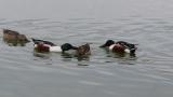 Foraging Northern Shovelers