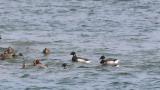 Brant Geese