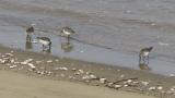 Foraging Dunlins
