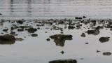 Foraging Dunlins